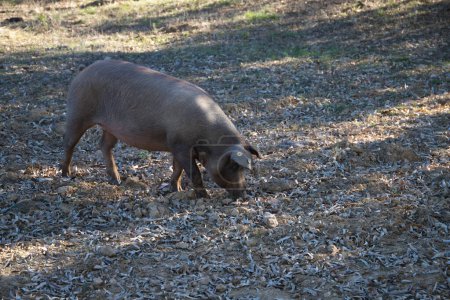 Photo for Iberian pig eating acorns under the holm oaks in the Dehesa or countryside. Concept of Iberian ham and nutrition - Royalty Free Image