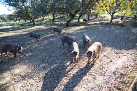 Photo for Group of Iberian pigs eating acorns under the holm oaks in the Dehesa or countryside. Concept of Iberian ham and nutrition - Royalty Free Image