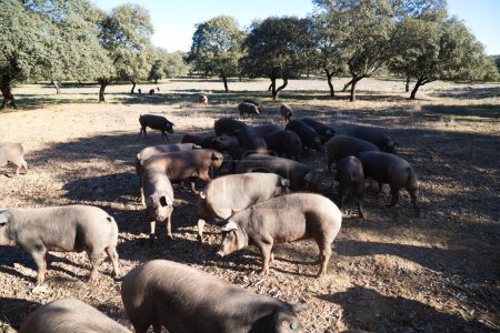Groupe de porcs ibériques mangeant des glands sous les chênes verts dans la Dehesa ou la campagne. Concept de jambon ibérique et nutrition