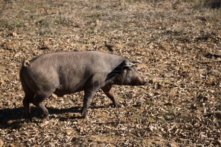 Photo for Iberian pig eating acorns under the holm oaks in the Dehesa or countryside. Concept of Iberian ham and nutrition - Royalty Free Image