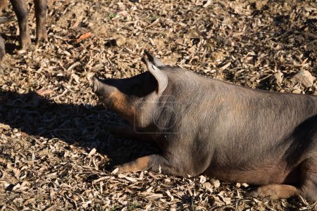 Photo for Iberian pig lying on the ground in the sun under the holm oaks in the Dehesa or countryside. Concept of Iberian ham and nutrition - Royalty Free Image