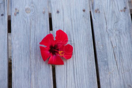 Red flower with scientific name Hibiscus Syriacus on wooden background. Concept backgrounds and textures. Medicinal plant