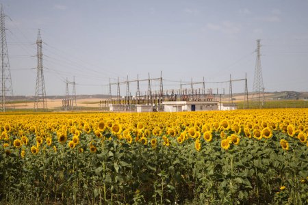 Gelbe Sonnenblumen auf einer landwirtschaftlichen Plantage in Andalusien, Spanien. Im Hintergrund blauer Himmel, weiße Wolken und ein Kraftwerk. Konzept des ökologischen Landbaus