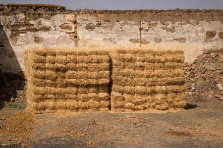 Group of bales after mowing the wheat field to feed the farmer's livestock. They are piled up next to the wall of the barn. Concept of agriculture and cereals