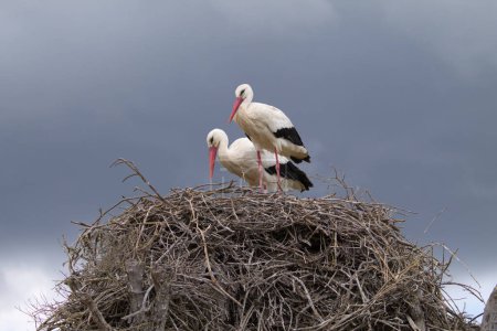 Photo for Two white storks perched on their nest incubating the egg of their future chick - Royalty Free Image