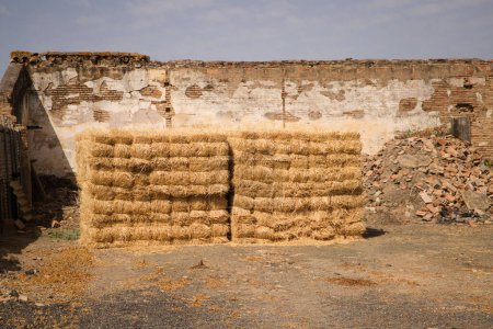 Group of bales after mowing the wheat field to feed the farmer's livestock. They are piled up next to the wall of the barn. Concept of agriculture and cereals