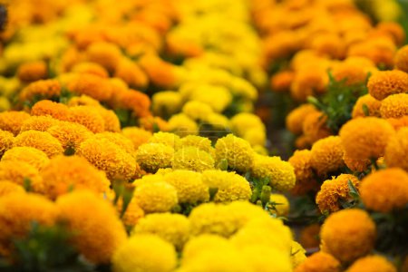 Mexikanische Cempasuchil-Blume von gelber und orangefarbener Farbe, die traditionell am Todestag in den Altären Mexikos verwendet wird.