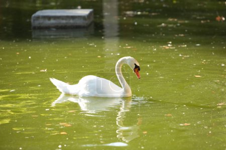 a white swan in the green water lake