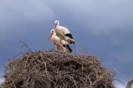 Two white storks perched on their nest incubating the egg of their future chick