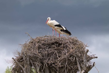 Deux cigognes blanches perchées sur leur nid incubant l'?uf de leur futur poussin