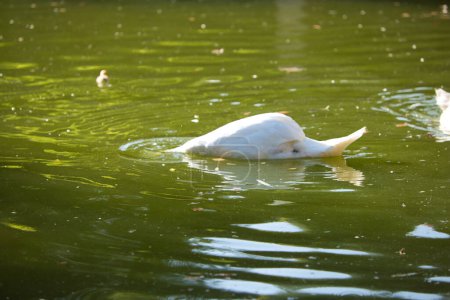 a white swan in the lake dips its head under the green water