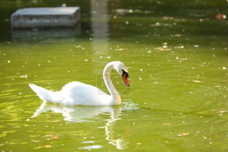 a white swan in the green water lake