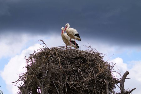 Deux cigognes blanches perchées sur leur nid incubant l'?uf de leur futur poussin