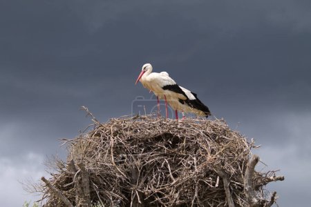 Dos cigüeñas blancas posadas en su nido incuban el huevo de su futuro polluelo