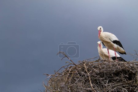 Two white storks perched on their nest incubating the egg of their future chick