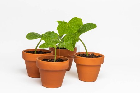 Téléchargez les photos : Petites plantes poussant dans des pots en terre cuite isolés sur fond blanc. - en image libre de droit