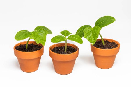 Téléchargez les photos : Trois plantules de concombre dans un pot sur fond blanc - en image libre de droit