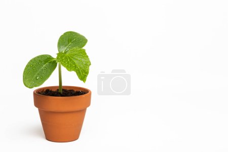 Téléchargez les photos : Jeune semis de concombre dans un pot sur fond blanc - en image libre de droit