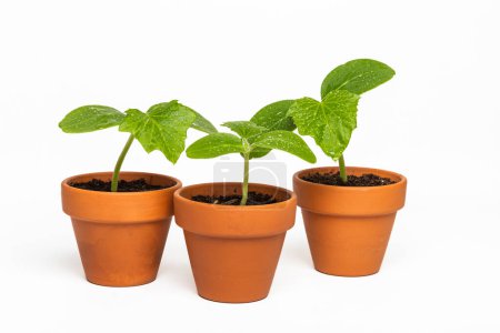 Seedlings of cucumber in clay pots on a white background