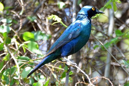 Photo for Portrait of a greater blue-eared starling, Chobe - Royalty Free Image