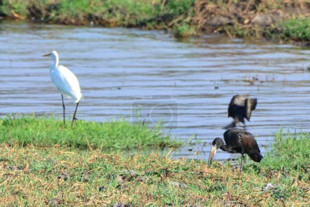 Photo for An african openbill , an egret and a cormorant - Royalty Free Image