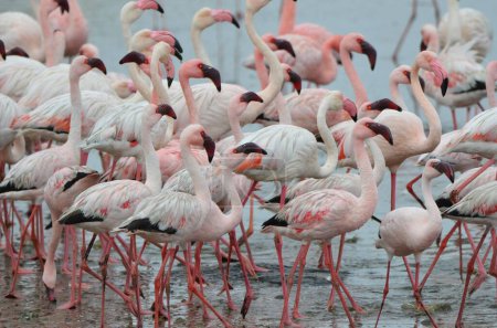 Foto de Group of flying lessser flamingos, Walvis Bay - Imagen libre de derechos