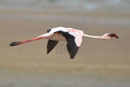 Foto de Portrait of a flying lessser flamingo, Walvis Bay - Imagen libre de derechos