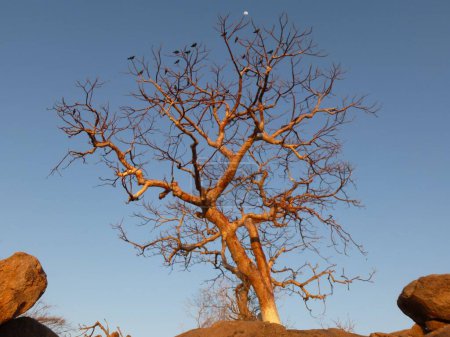 Téléchargez les photos : Beautiful tree full of birds in the moonlight - en image libre de droit