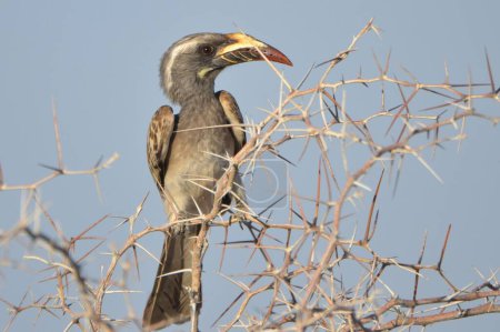Téléchargez les photos : African grey hornbill is perched in a tree, Etosha NP - en image libre de droit
