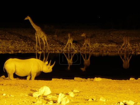 Téléchargez les photos : Waterhole la nuit : Boire des girafes et un rhinocéros noir - en image libre de droit