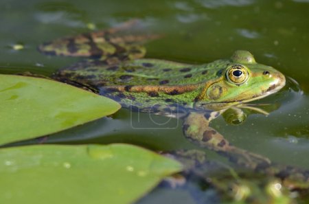 Foto de Retrato de una rana comestible en el jardín botánico de Kassel - Imagen libre de derechos