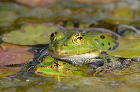 Foto de Las ranas comestibles están haciendo el amor, jardín botánico, Kassel - Imagen libre de derechos