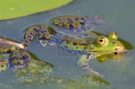 Téléchargez les photos : Portrait d'une grenouille comestible au jardin botanique de Kassel - en image libre de droit