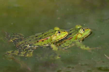 Foto de Las ranas comestibles están haciendo el amor, jardín botánico, Kassel - Imagen libre de derechos