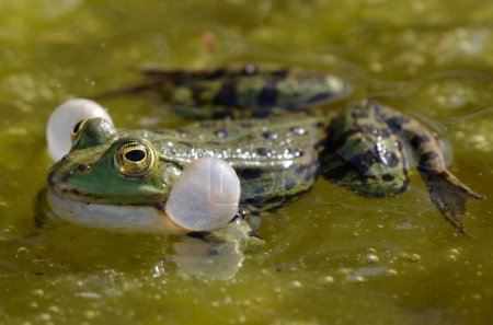 Téléchargez les photos : Portrait d'une grenouille comestible chantant, montrant ses sacs vocaux - en image libre de droit