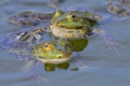 Téléchargez les photos : Amour romantique : Une grenouille touche doucement sa petite amie - en image libre de droit