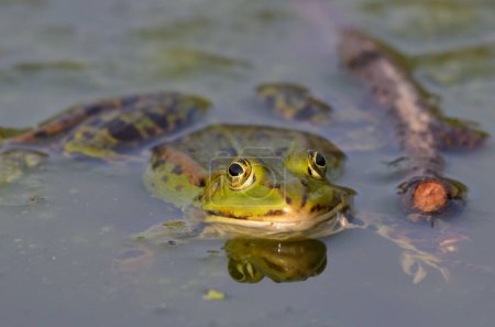 Téléchargez les photos : Portrait d'une grenouille comestible au jardin botanique de Kassel - en image libre de droit