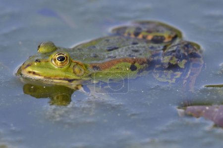 Foto de Retrato de una rana comestible en el jardín botánico de Kassel - Imagen libre de derechos