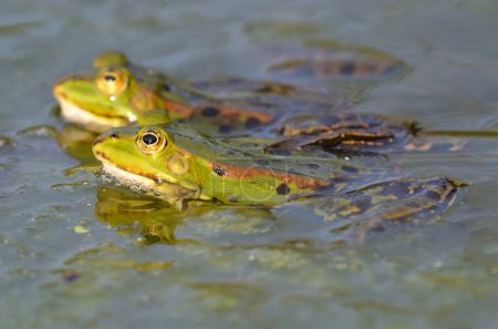 Téléchargez les photos : Véritable amitié : Deux grenouilles nagent ensemble - en image libre de droit
