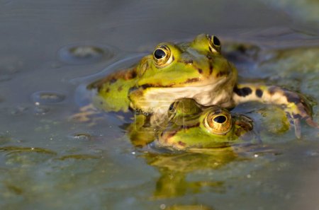 Téléchargez les photos : Aménagement de grenouilles comestibles au jardin botanique de Kassel - en image libre de droit
