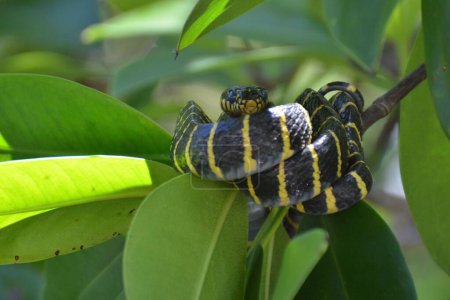 Gold-ringed cat snake is perched in the mangroves