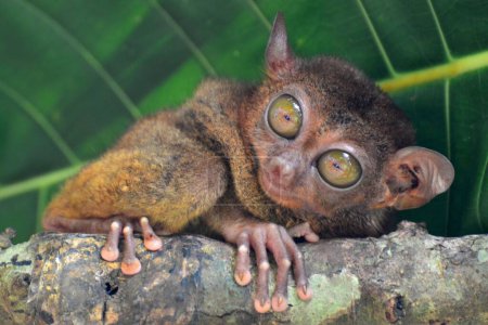 Photo for Portrait of a philippine tarsier, Bohol island - Royalty Free Image
