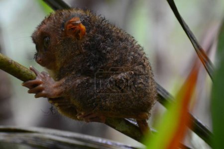 Photo for A cute little tarsier is attaced by insects - Royalty Free Image