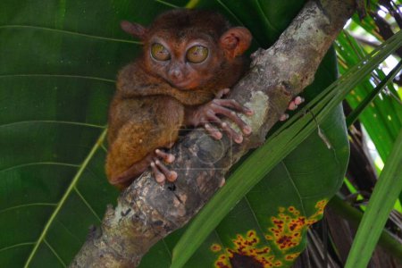 Photo for Portrait of a philippine tarsier, Bohol island - Royalty Free Image