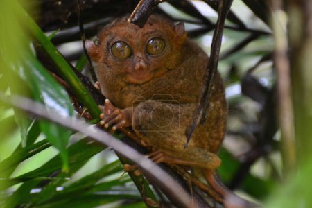 Photo for A cute little tarsier, hiding in a tree on Bohol island - Royalty Free Image