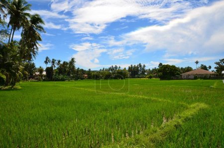 Rice fields on Siquijor island, Philippines