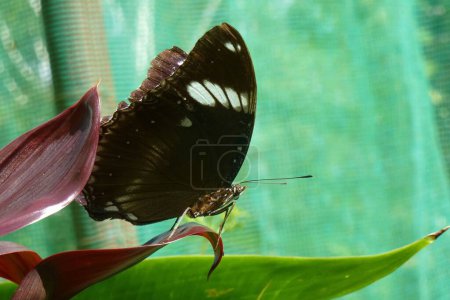 Photo for Portrait of a male great eggfly butterfly, Siquijor island - Royalty Free Image