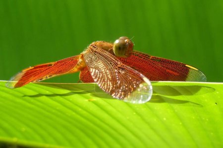 Photo for Portrait of a beautiful dragonfly, Siquijor island - Royalty Free Image