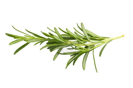 Photo for Rosemary leaf herbal is spices isolated on white background - Royalty Free Image