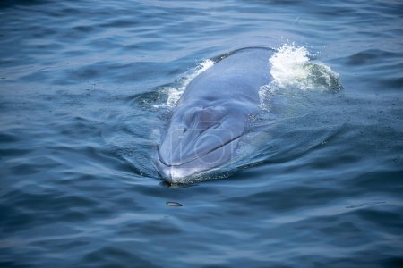 Photo for Bryde's Whale quickly swims to the water's surface to exhale by blowing the water into the air. There are many Bryde's Whales living in the gulf of Thailand at Bang Tabun, Petchaburi, Thailand. - Royalty Free Image